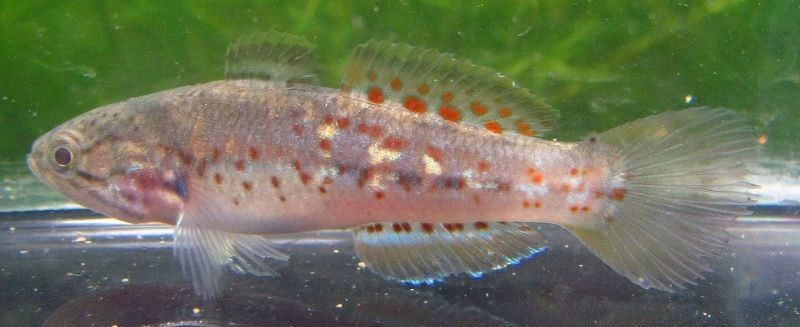 Purple Spot Goby - TRiN's Tropical Fish
