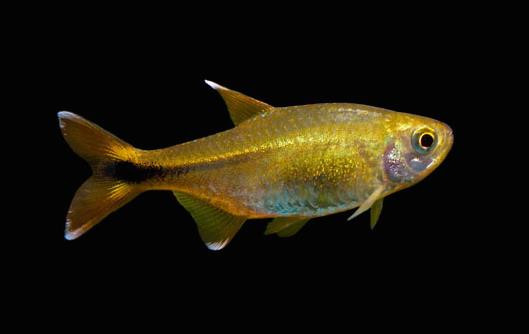 silver tip tetra silver tip tetra