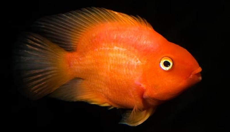 Purple Parrot Cichlid