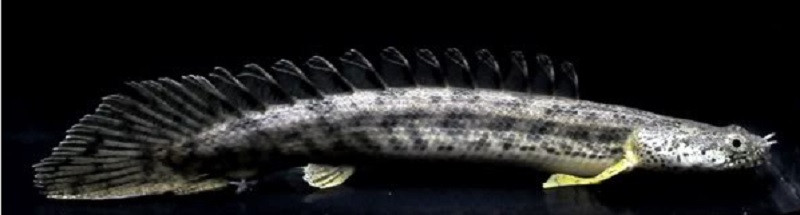 Ansorgii Polypterus Bichir - TRiN's Tropical Fish