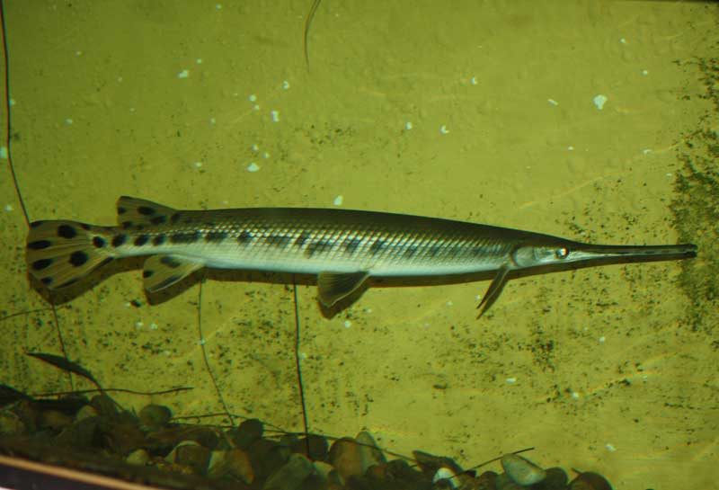 Longnose Gar - TRiN's Tropical Fish