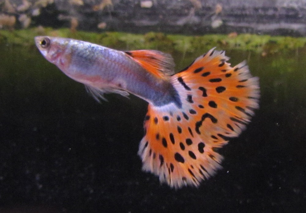 Orange Fantail Guppy Pair TRiN's Tropical Fish