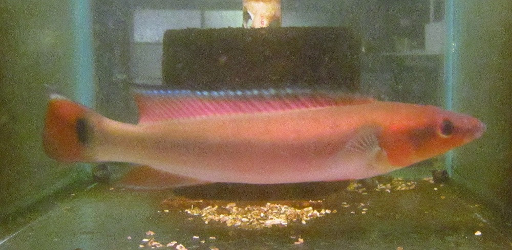 10 12 red atabapo