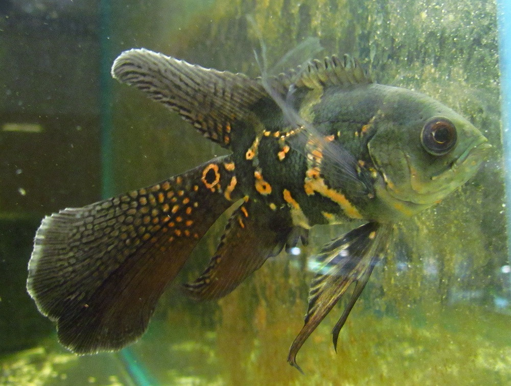 Longfin Tiger Oscar - TRiN's Tropical Fish