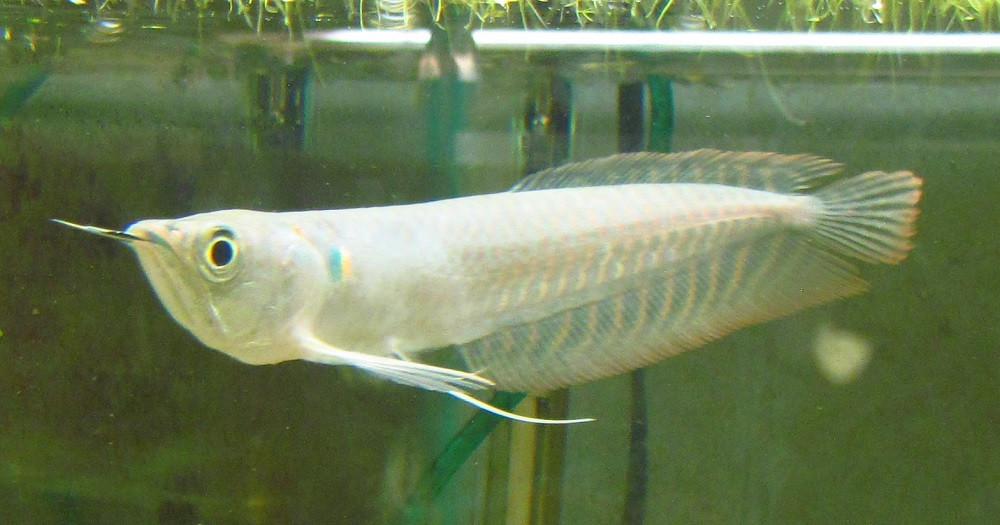 silver arowana osteoglossum bicirrhosum