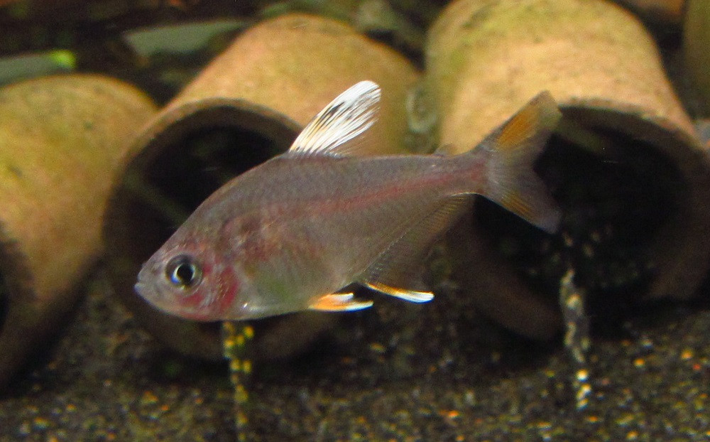 Candy Cane Tetra (Hyphessobrycon bentosi) TRiN's Tropical Fish