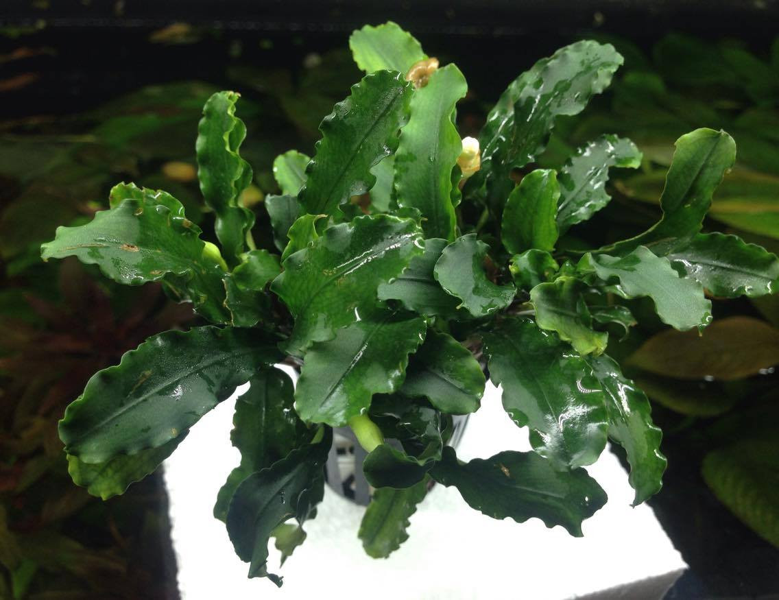 Bucephalandra Green Wavy - TRiN's Tropical Fish