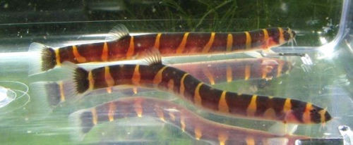 loach tropical fish