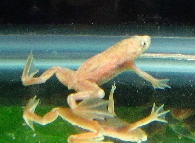 underwater frogs