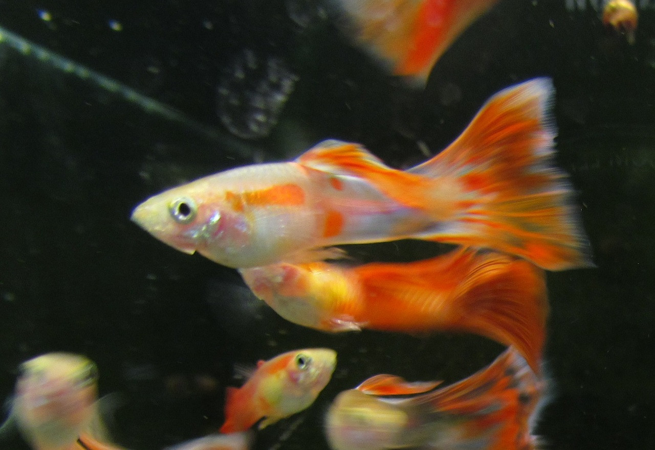 Orange Blast Guppy Male Trin S Tropical Fish