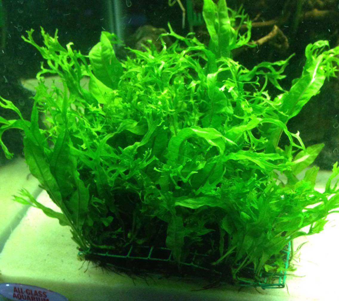 Java Fern Windelov 5x5 Pad TRiN's Tropical Fish