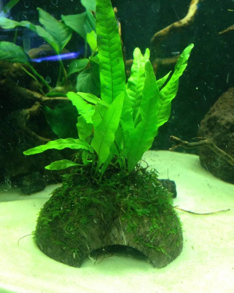 Java Fern / Moss on Coconut Shell TRiN's Tropical Fish