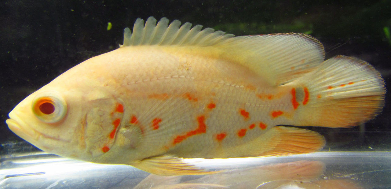 Small Albino Tiger Oscar Cichlid TRiN's Tropical Fish