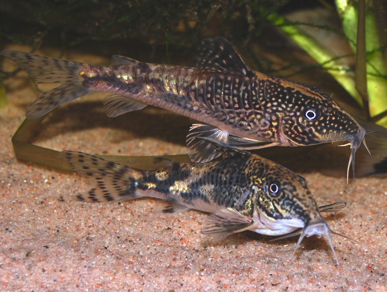Scleromystax barbatus Corydoras Catfish TRiN's Tropical Fish