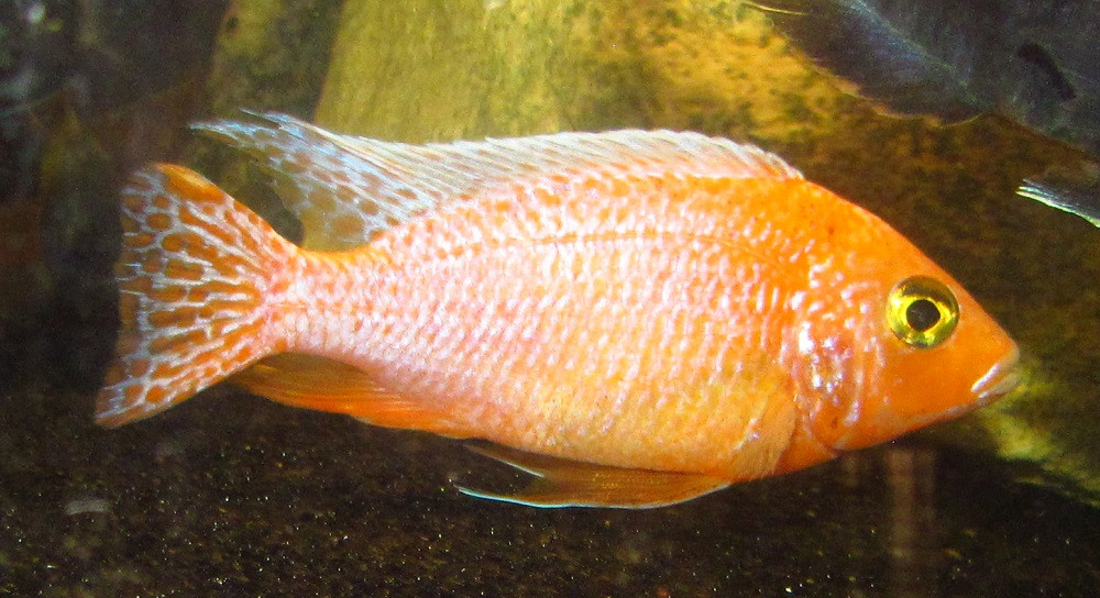 5" Light Orange Peacock Cichlid - TRiN&rsquo;s Tropical Fish