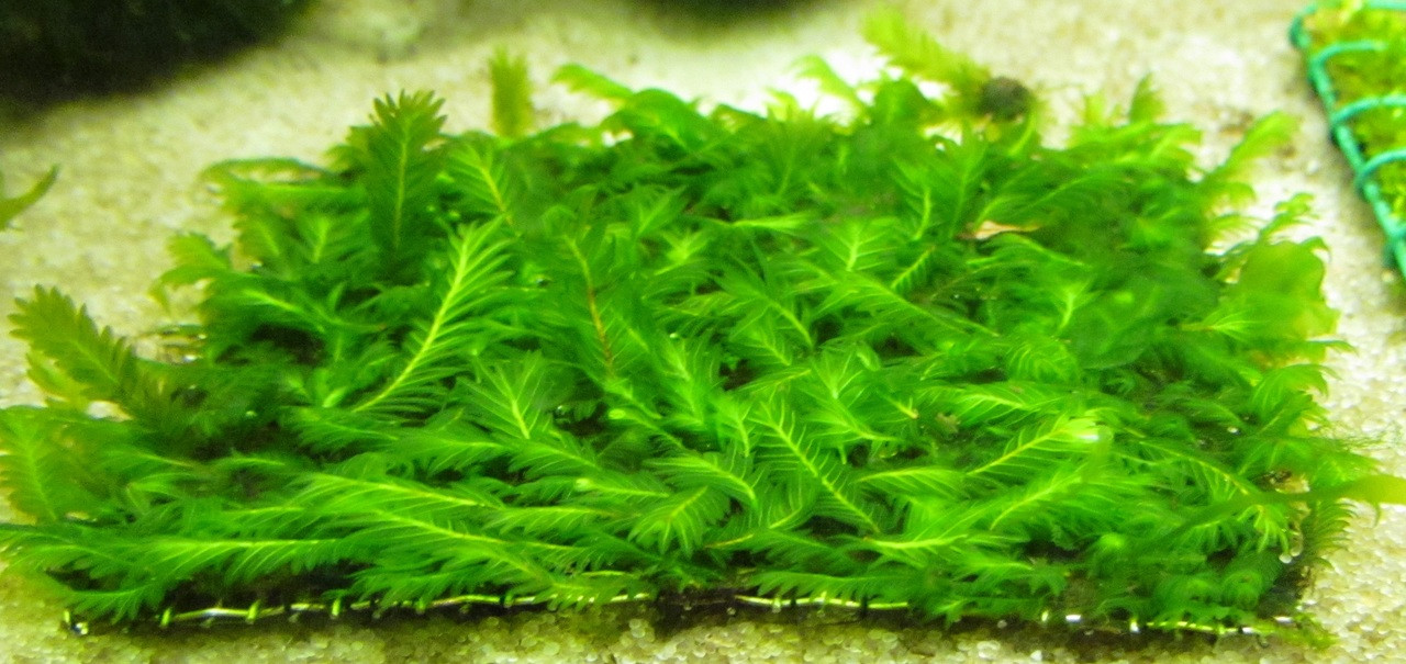 Fissidens Nobilis 3x3 Pad - TRiN's Tropical Fish