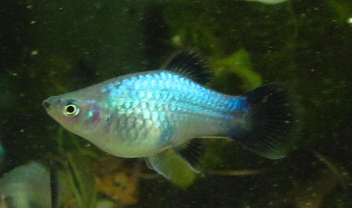 Neon Blue Platy Wag - TRiN's Tropical Fish