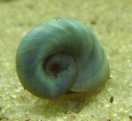 10 Blue Ramshorn Snail
