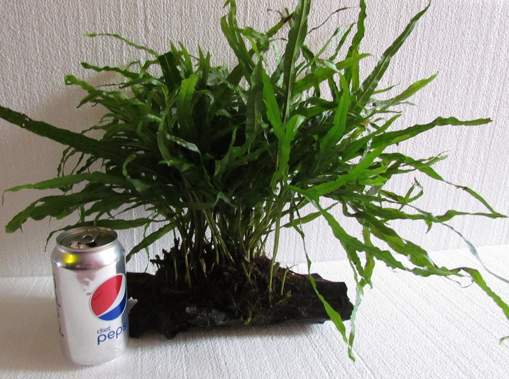 LARGE Java Fern Trident on Driftwood TRiN's Tropical Fish