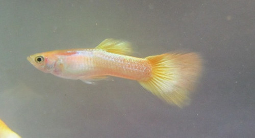  Neon  Yellow Guppy  Male TRiN s Tropical Fish 
