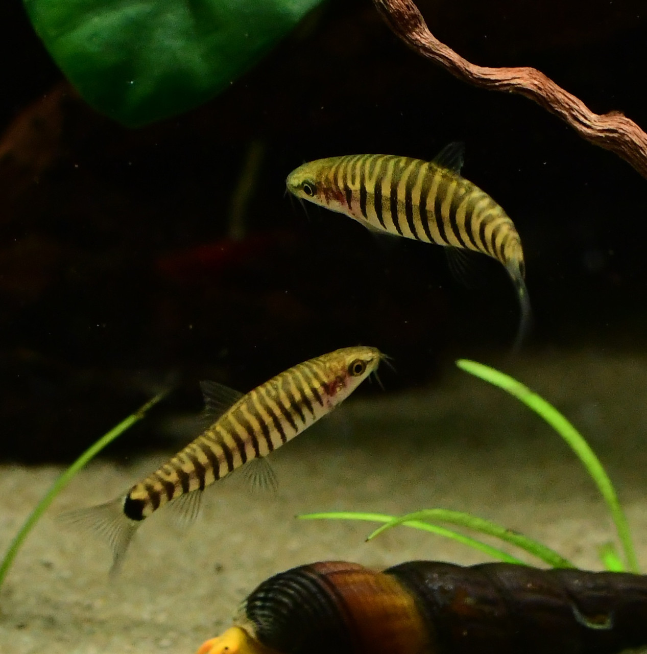 zebra loach and snails zebra loach and snails