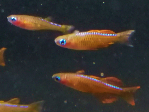 Pseudomugil Paskai Red Neon Rainbow - TRiN's Tropical Fish