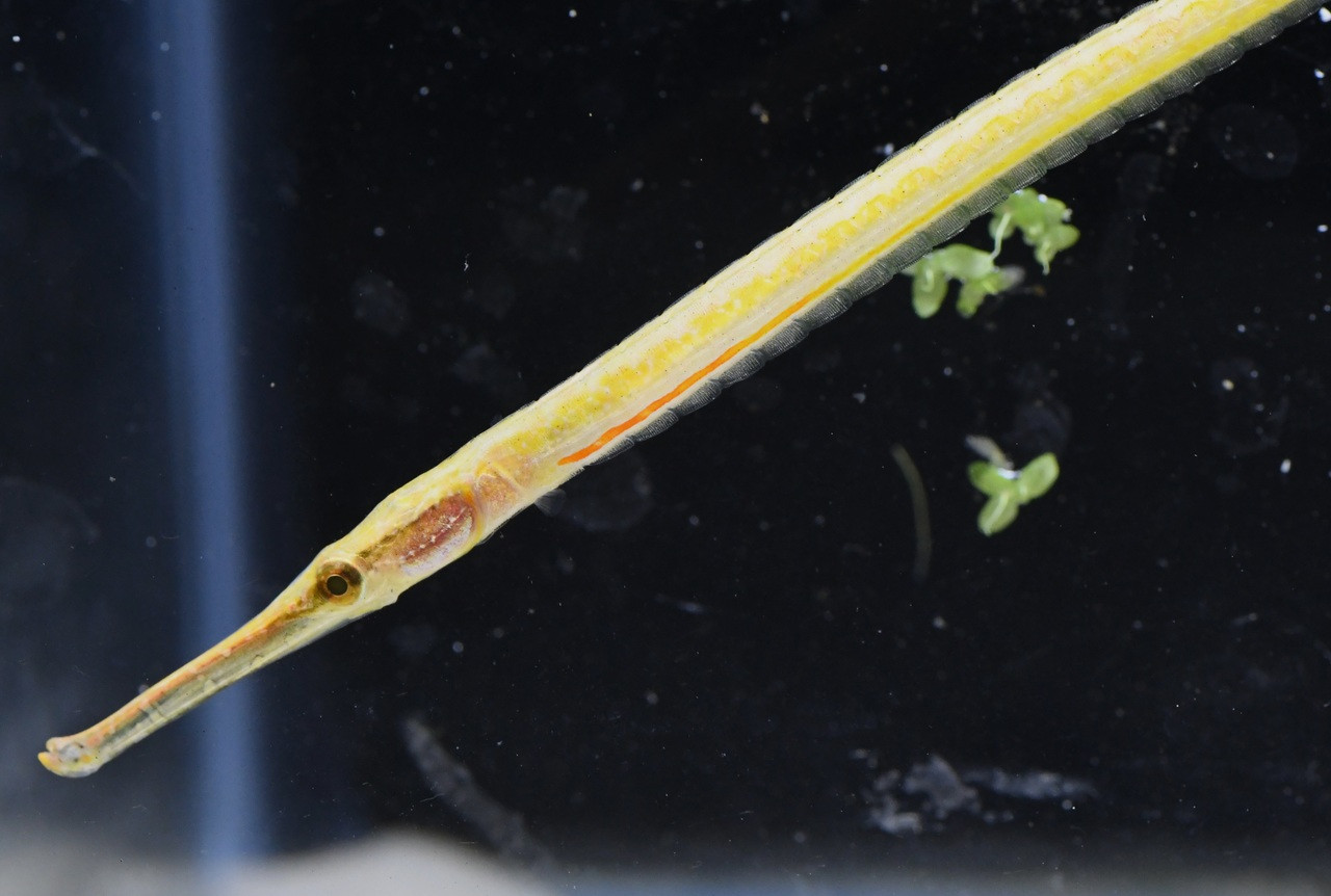 Freshwater Pipefish - TRiN's Tropical Fish