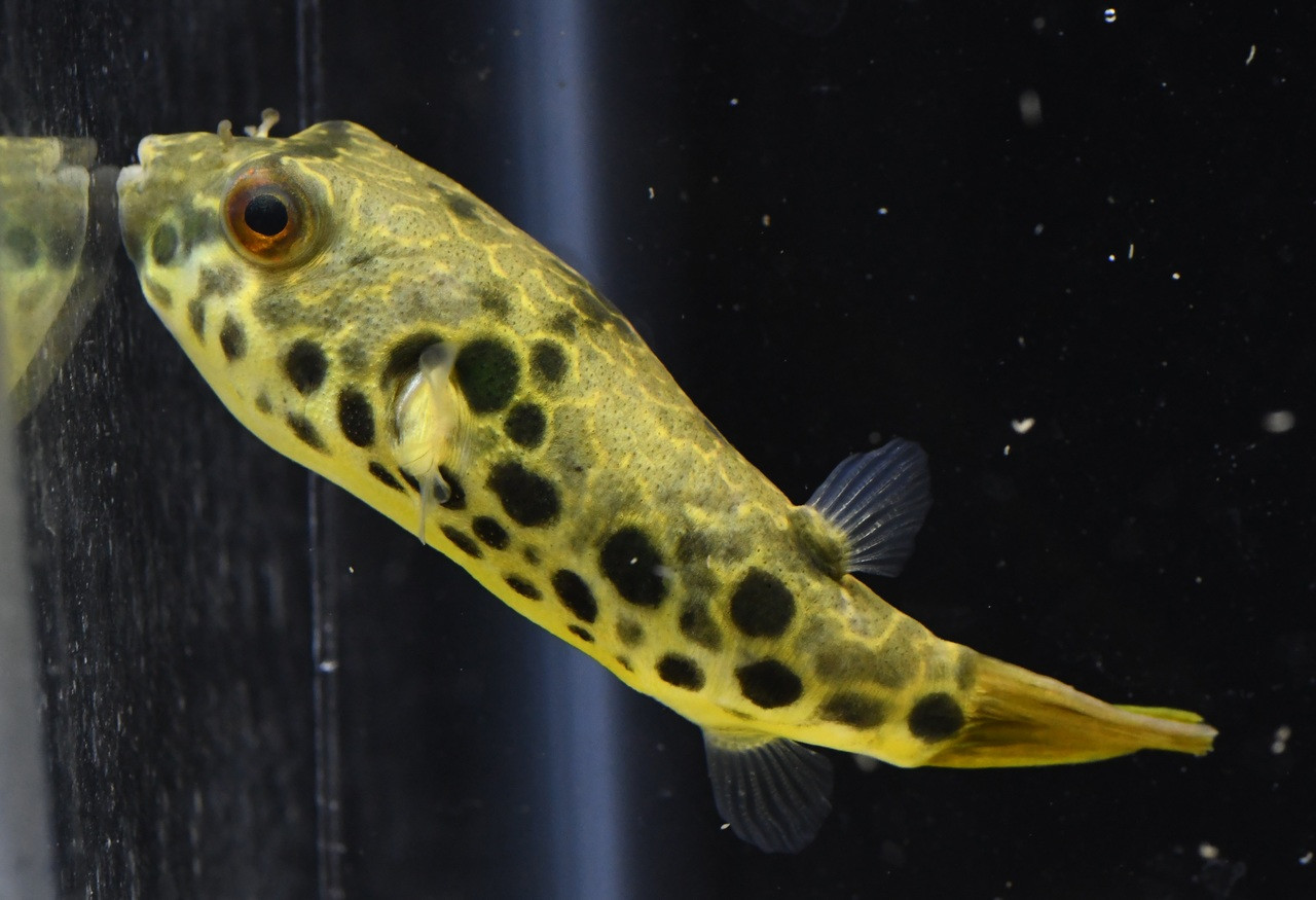 Schoutedeni Puffer - TRiN's Tropical Fish