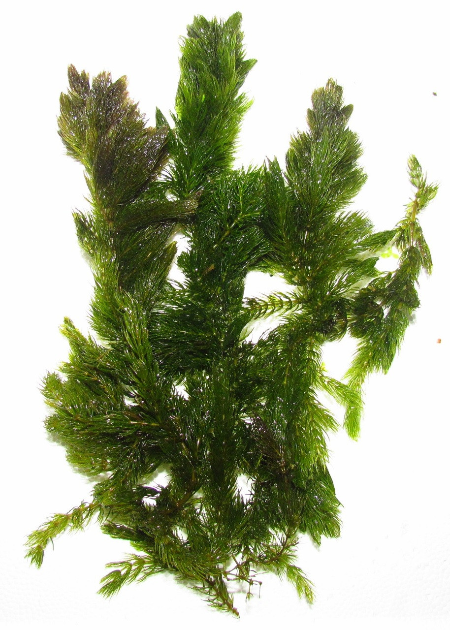 5 Stems Hornwort Floating Plant TRiN's Tropical Fish