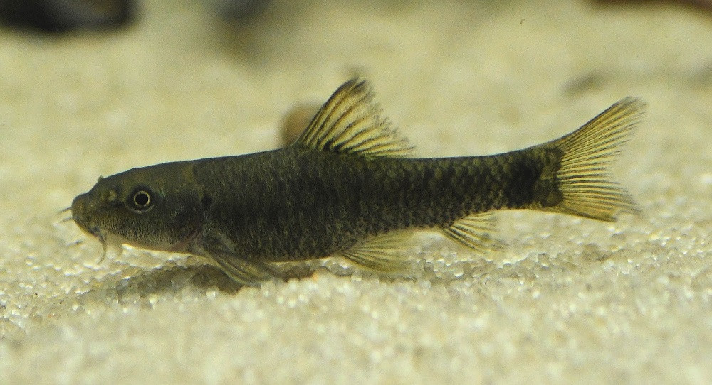 Algae Eating Garra Rufa Doctor Pedicure Fish for sale