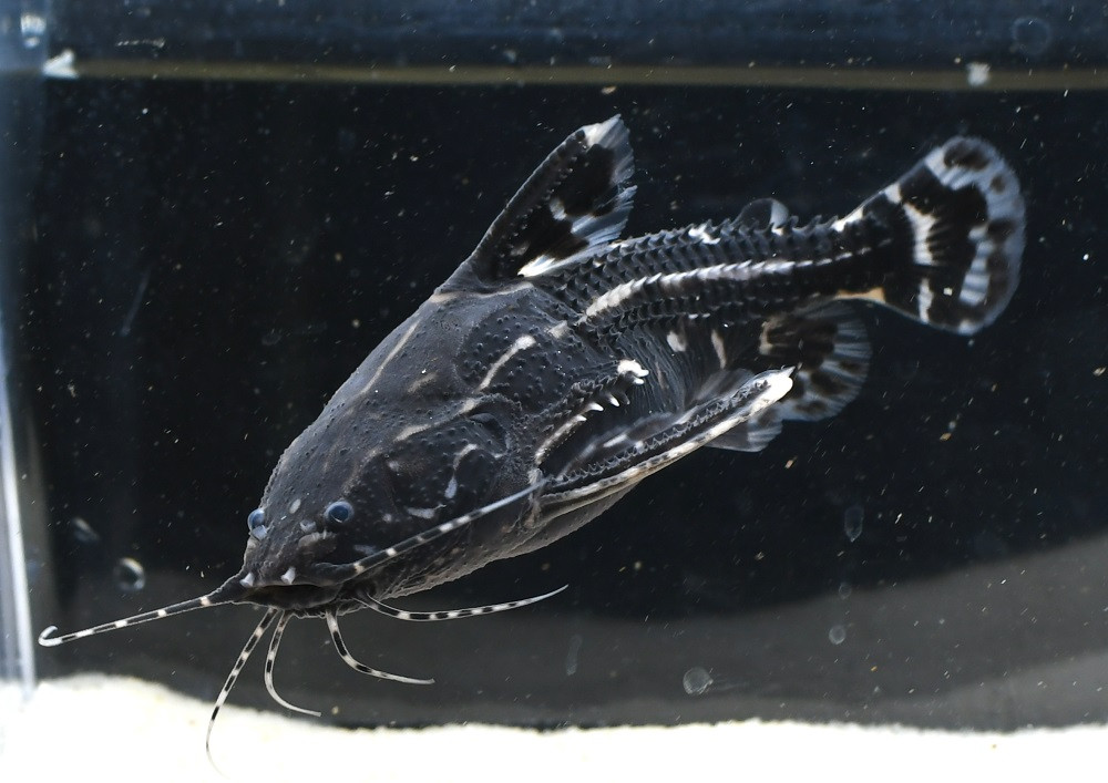 Galaxy Talking Catfish TRiN's Tropical Fish