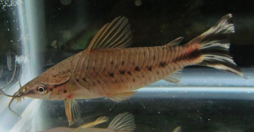 flagtail porthole catfish