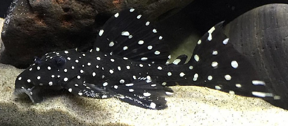 L240 Galaxy Vampire Pleco - TRiN's Tropical Fish