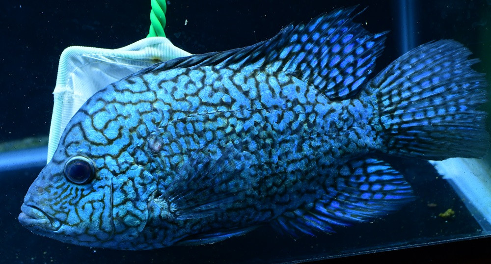 7" Electric Blue Carpintis Cichlid - TRiN's Tropical Fish
