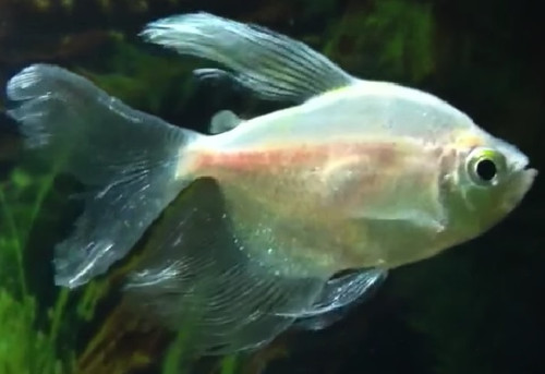 Longfin White Skirt Tetra - TRiN's Tropical Fish