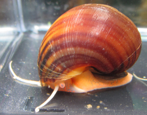 Chestnut Mystery Snail - TRiN's Tropical Fish