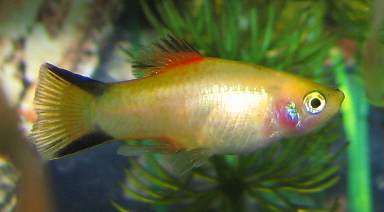 Gold Twin Bar Platy - TRiN's Tropical Fish