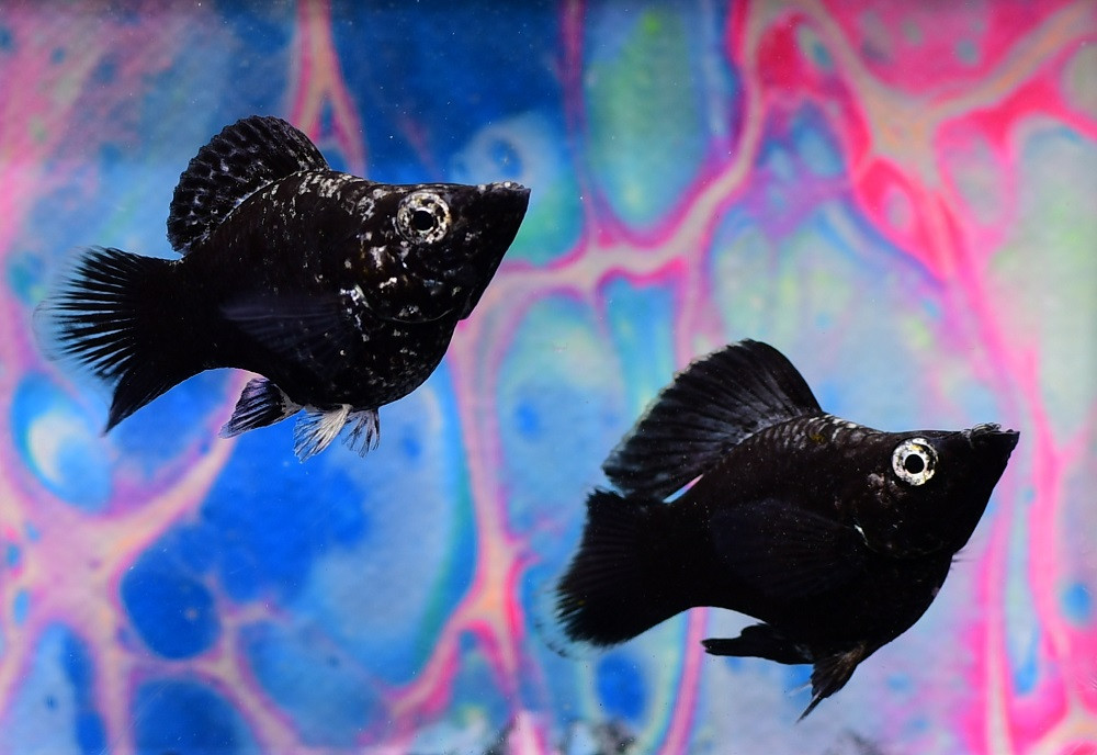 Black Marble Balloon Molly - TRiN's Tropical Fish