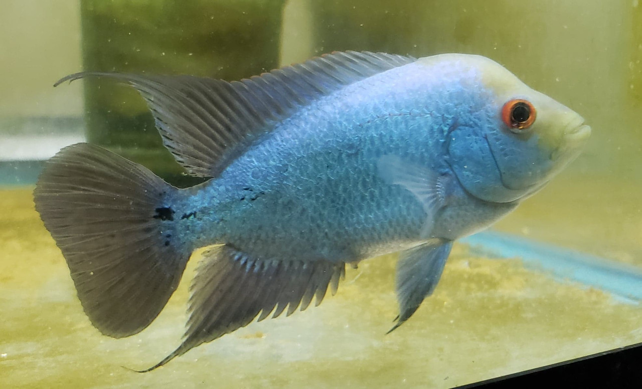 5" Blue Silk Flowerhorn Cichlid - TRiN’s Tropical Fish