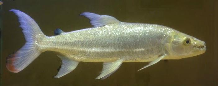 african tiger fish for sale