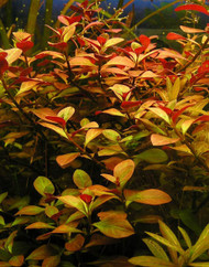 ludwigia ovalis