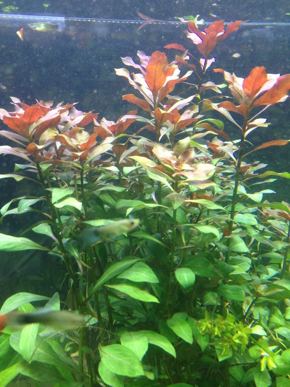 ludwigia dark red for