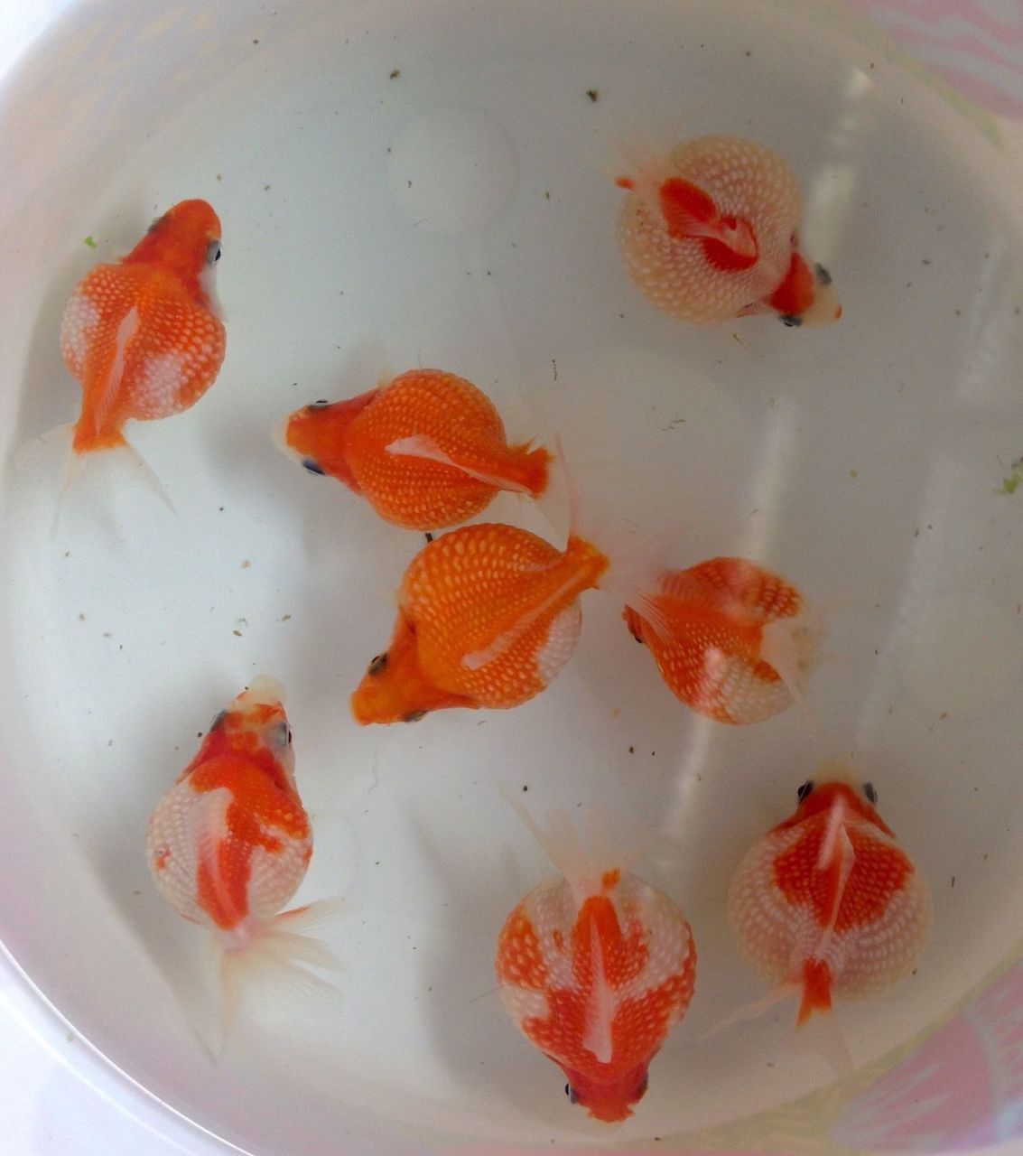 Pearlscale Ping Pong Goldfish TRiN's Tropical Fish