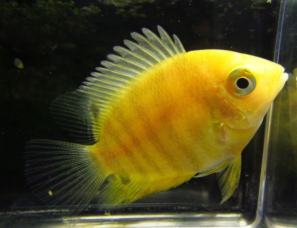 Gold Severum - TRiN's Tropical Fish