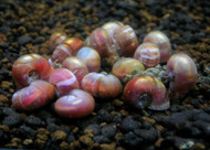 20+ Adult Ramshorn Snails