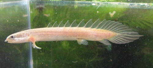 Polypterus Senegalus Dinosaur Bichir - TRiN's Tropical Fish