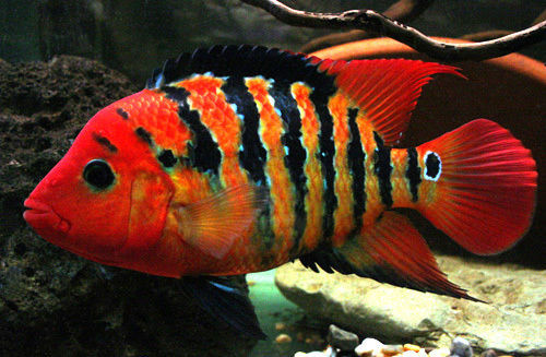 True Red Terror Cichlid in Aquarium