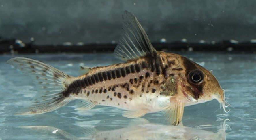 Loxozonus Corydoras Catfish