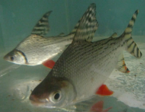 flagtail porthole catfish flagtail porthole catfish