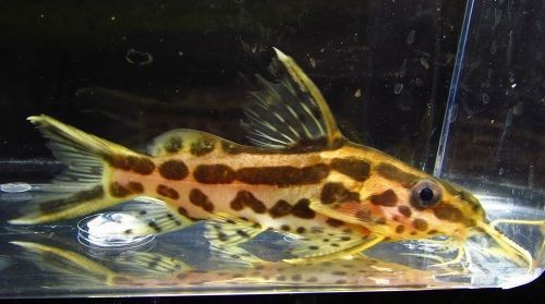 Synodontis Flavitaeniatus Catfish - TRiN's Tropical Fish